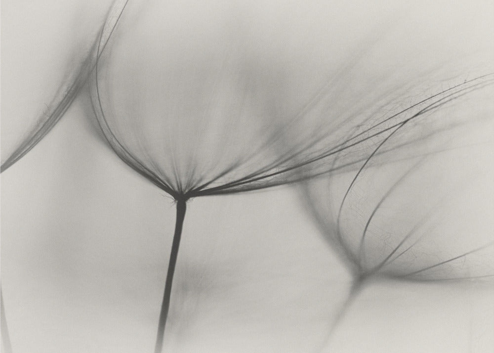 Tragopogon | Wallpaper