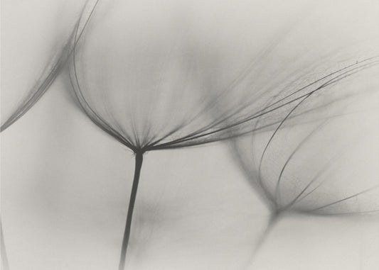 Tragopogon | Wallpaper