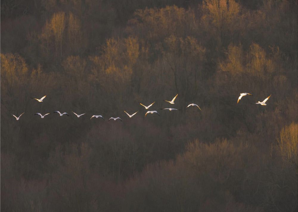 Morning Mood | Wallpaper