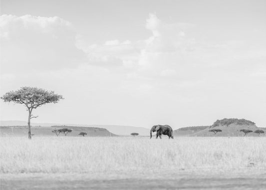 HIGH KEY SAVANNAH | Canvas