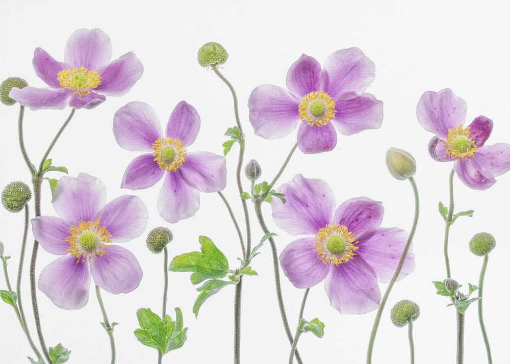 Anemone Japonica | Canvas