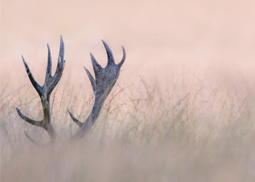 Hide & Seek  ( Horn of Stag) | Canvas