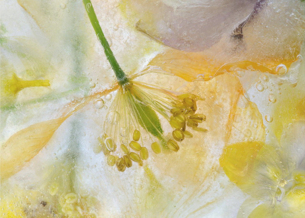 Papaver Ice | Canvas