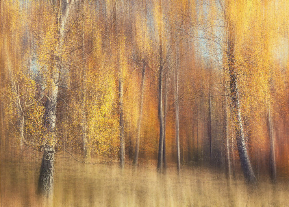 Autumn Birches | Wallpaper