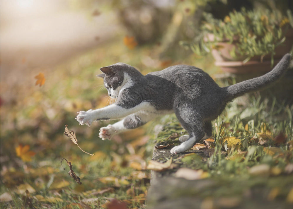 Autumn Play | Wallpaper