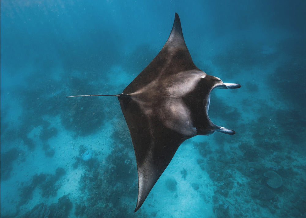 Manta fly!!! | Wallpaper