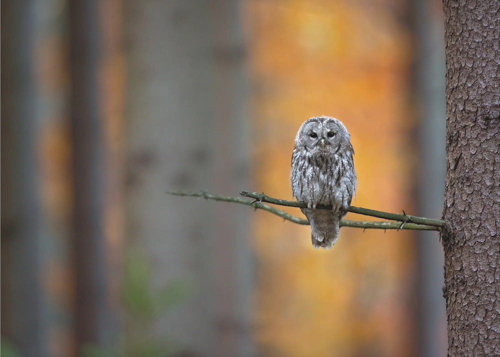 Tawny Owl | Wallpaper