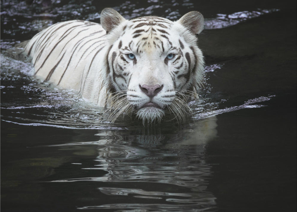 Looking at Me Looking at You | Wallpaper