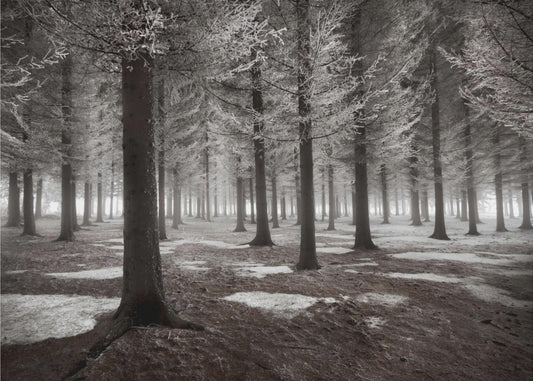 The onset of winter | Poster