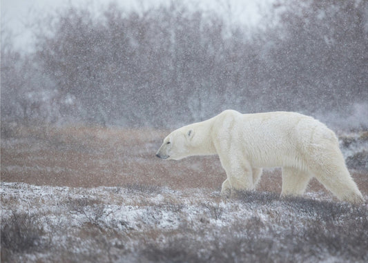 Let it Snow! | Poster
