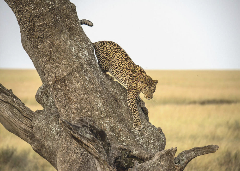 Leopard - Serengheti, Tanzania | Canvas