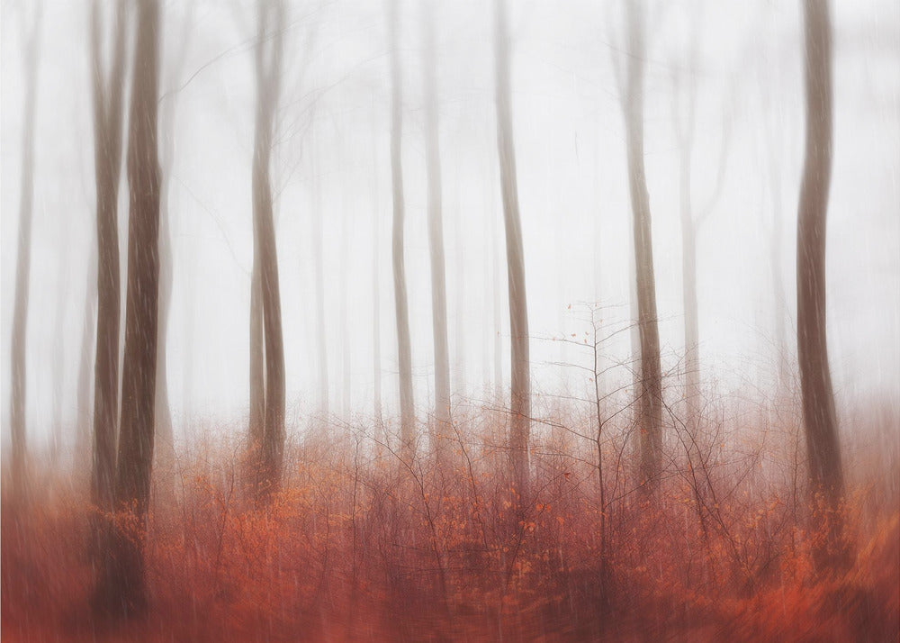 Endless Woods | Canvas