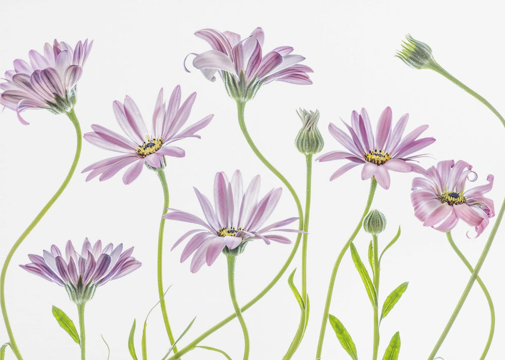 Cape Daisies | Canvas