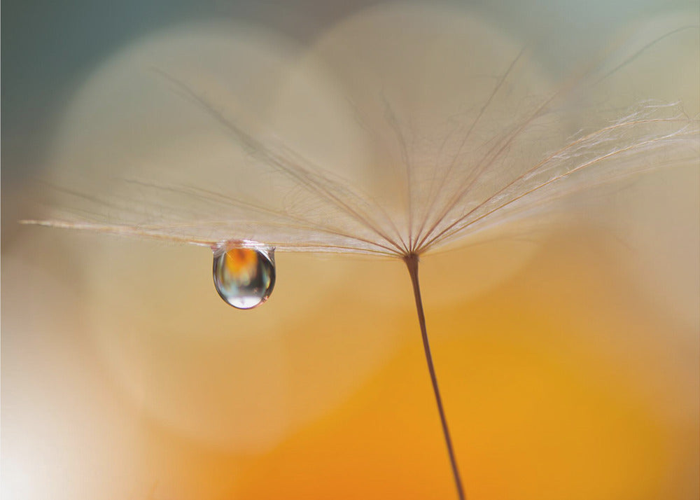 Little Night Music... | Canvas