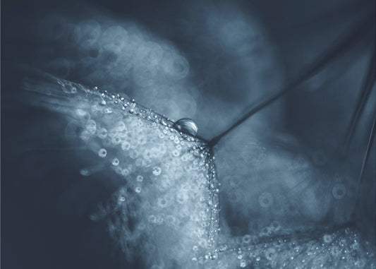 Blue dandelions | Canvas