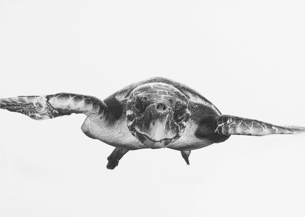 White and turtle | Canvas