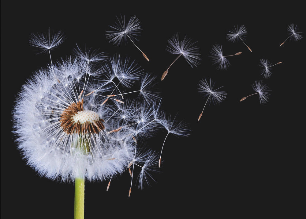 Dandelion Blowing | Poster