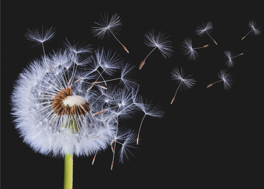 Dandelion Blowing | Canvas