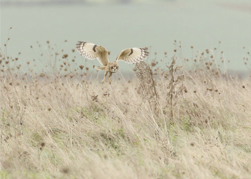 Hunting Short Eared Owl | Wallpaper