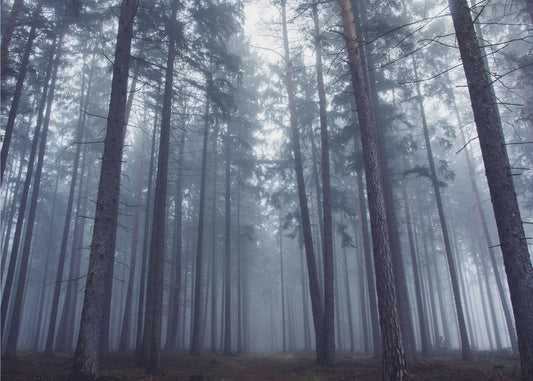 Mysterious foggy forest. | Wallpaper