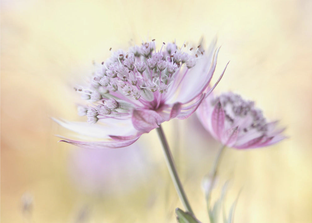 Pink Astrantia | Canvas