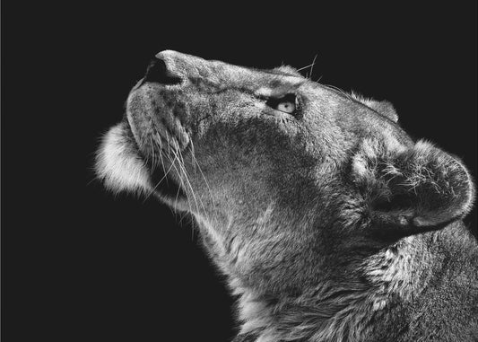 Looking Up | Wallpaper