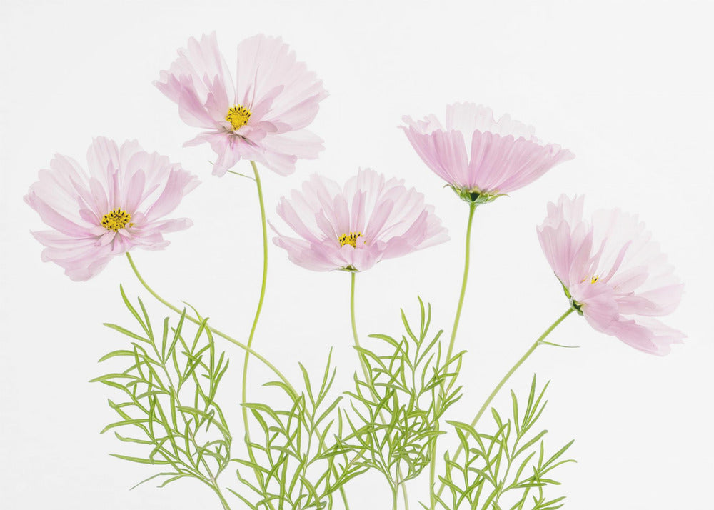 Cosmos Cupcake | Canvas