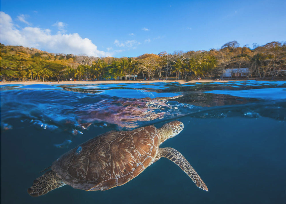 Green Turtle - Sea Turtle | Wallpaper