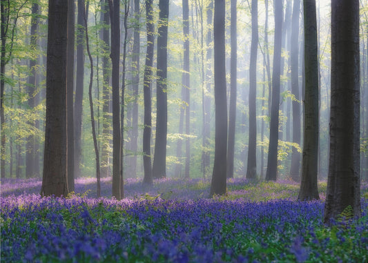 Bluebells | Wallpaper