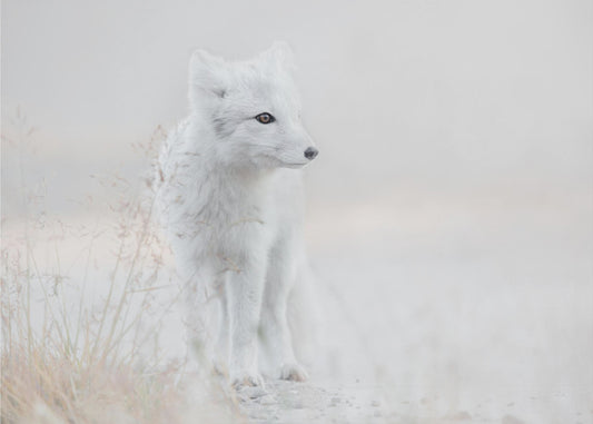 Looking around | Poster