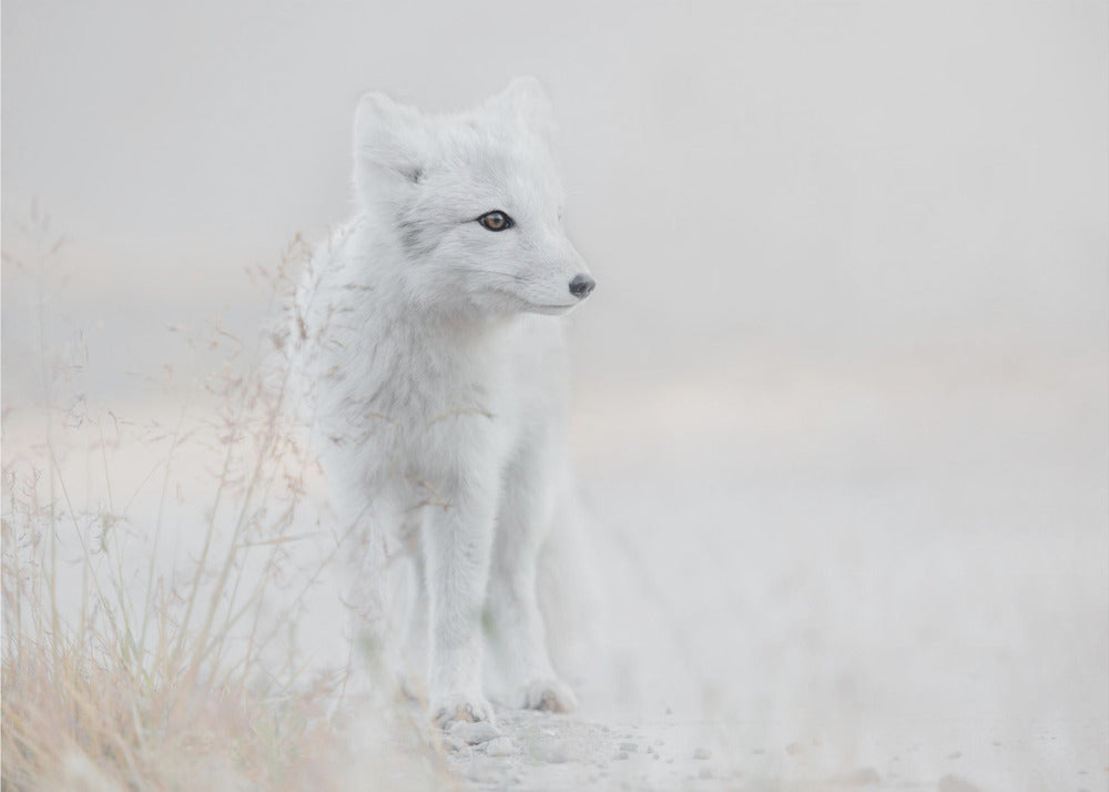Looking around | Poster