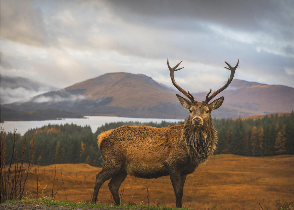 Scottish Stag | Wallpaper
