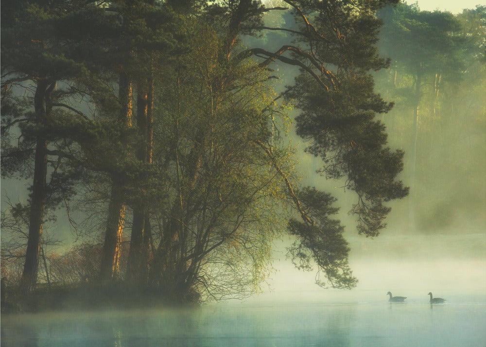 Dutch fen | Wallpaper