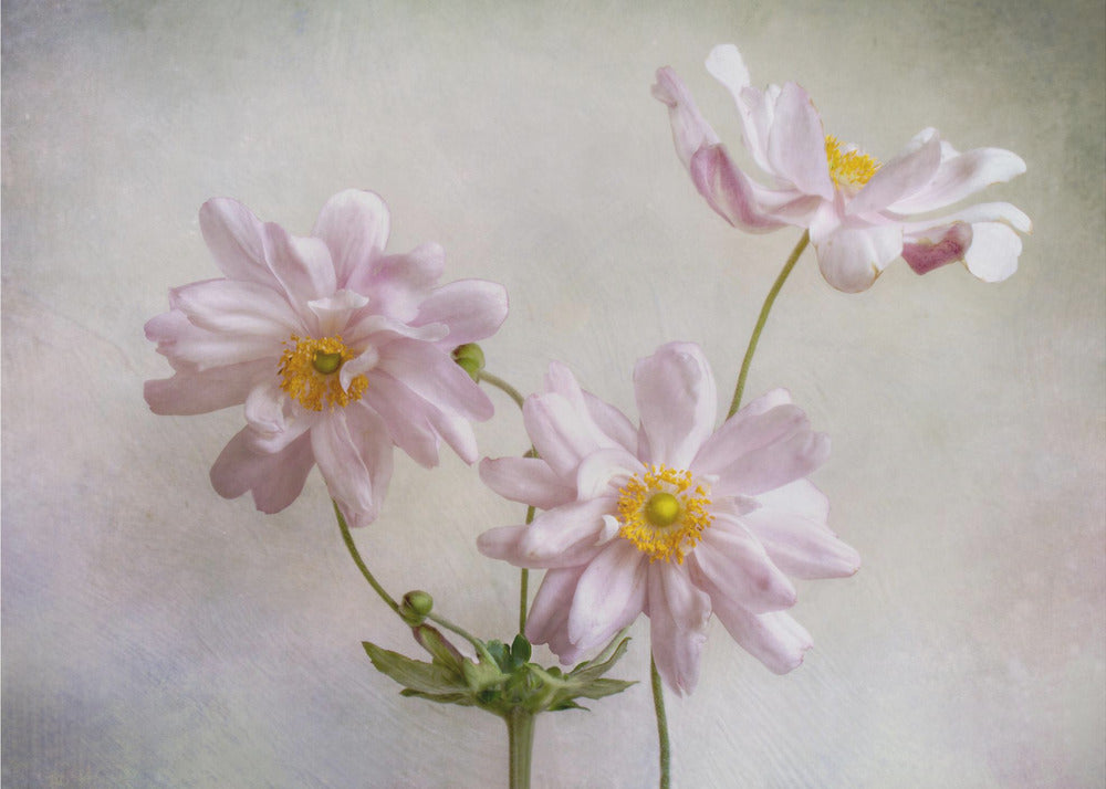 Anemones | Canvas