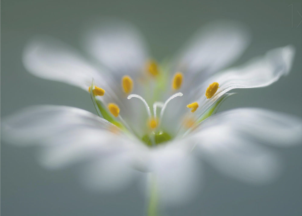 Stitchwort | Canvas