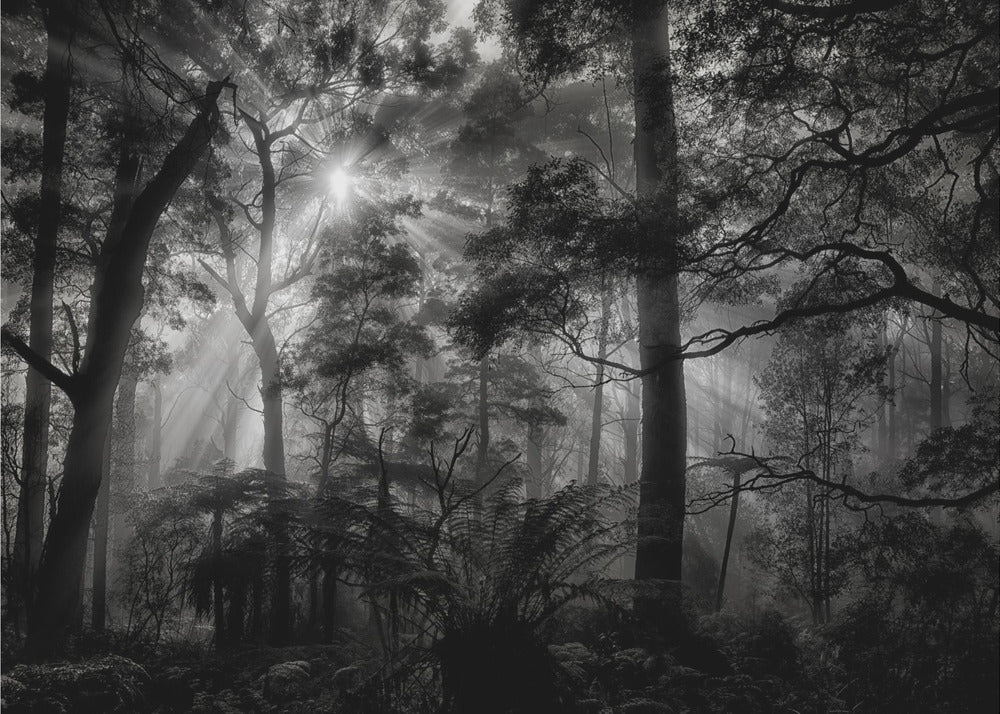 Primary forest | Poster