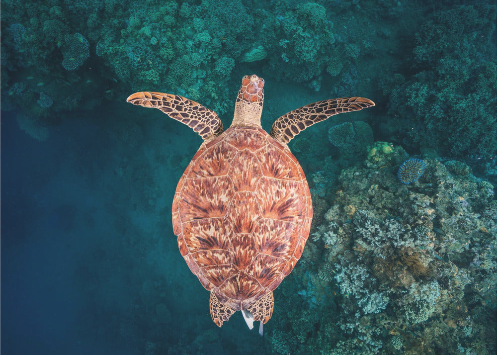 Flying over the reef | Canvas