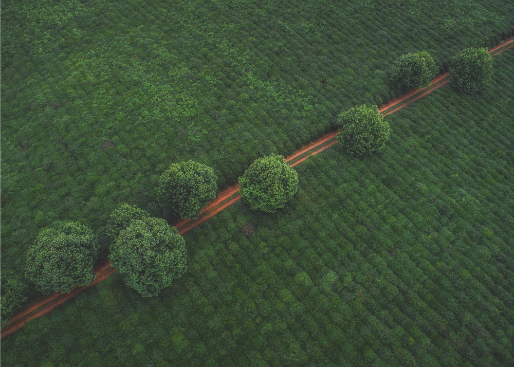 Green Pearls | Wallpaper