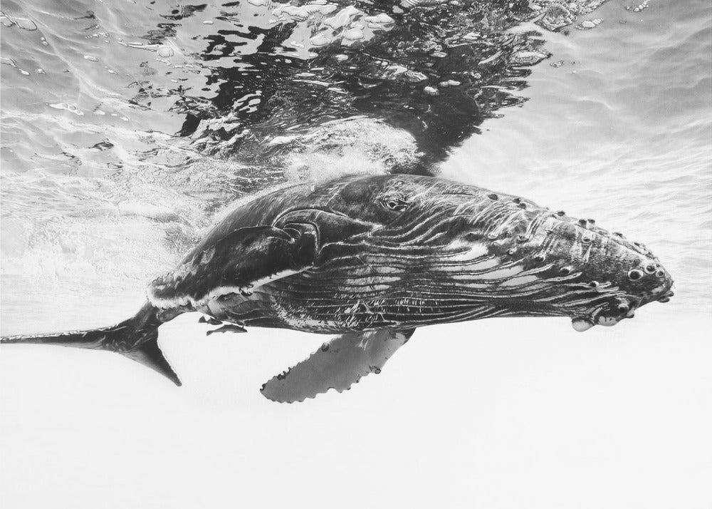 Humpback whale calf | Canvas