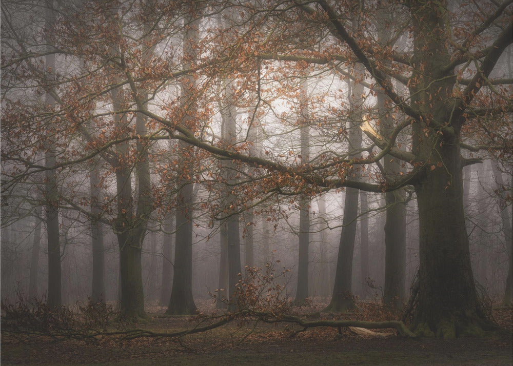 Foggy memory of the past | Wallpaper