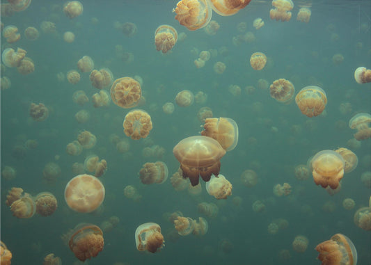 Oddworld | Wallpaper