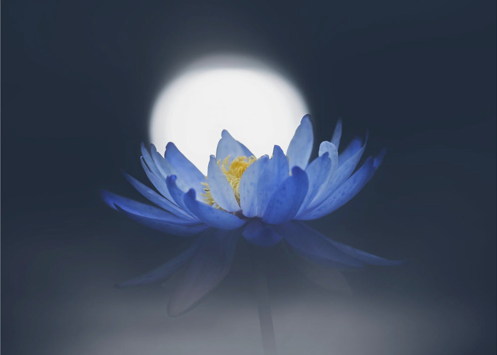 Fleeting dream | Wallpaper