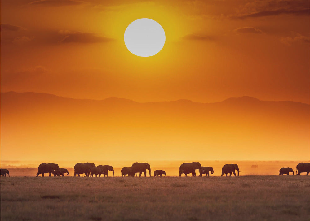 Sunrise parade | Poster