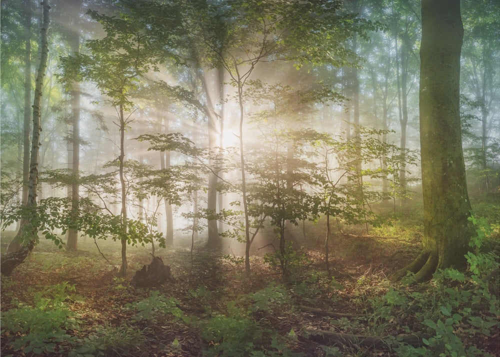 morning sun | Poster