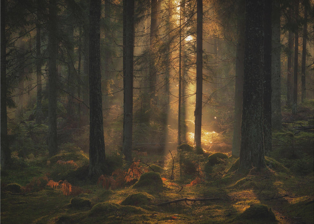 The light in the forest | Wallpaper
