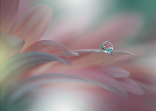 Sunbeam..II | Canvas