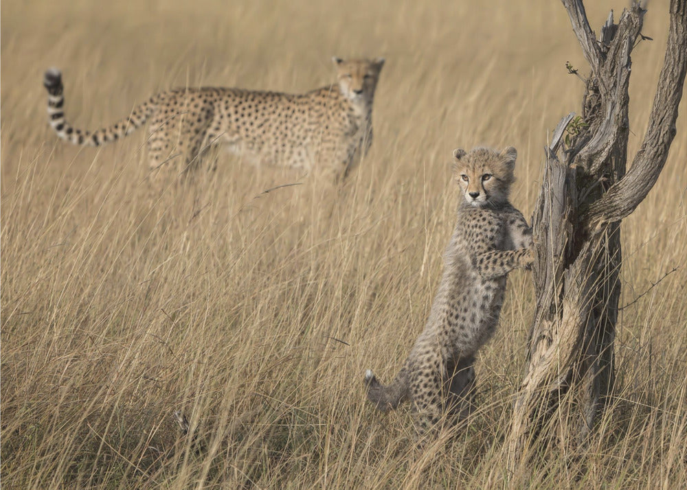 I've Got it Mum | Poster