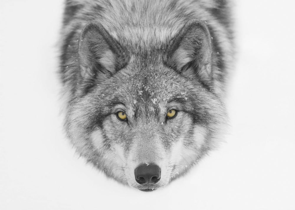 Yellow eyes - Timber Wolf | Canvas