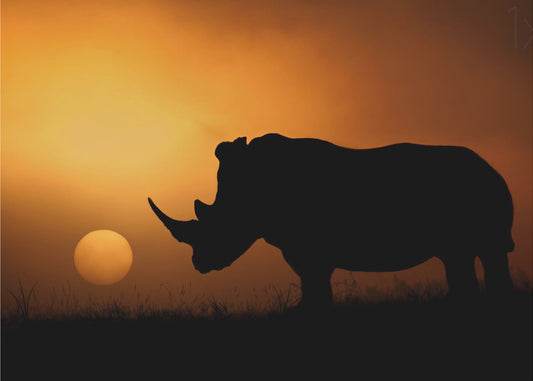 Rhino Sunrise | Wallpaper