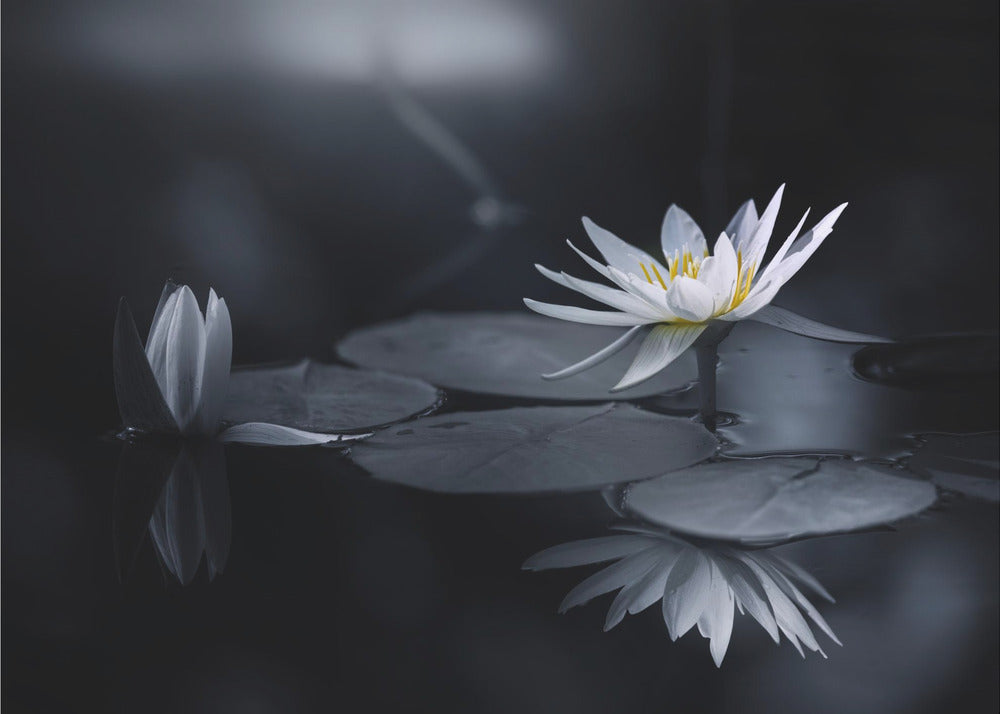 Reflection | Wallpaper